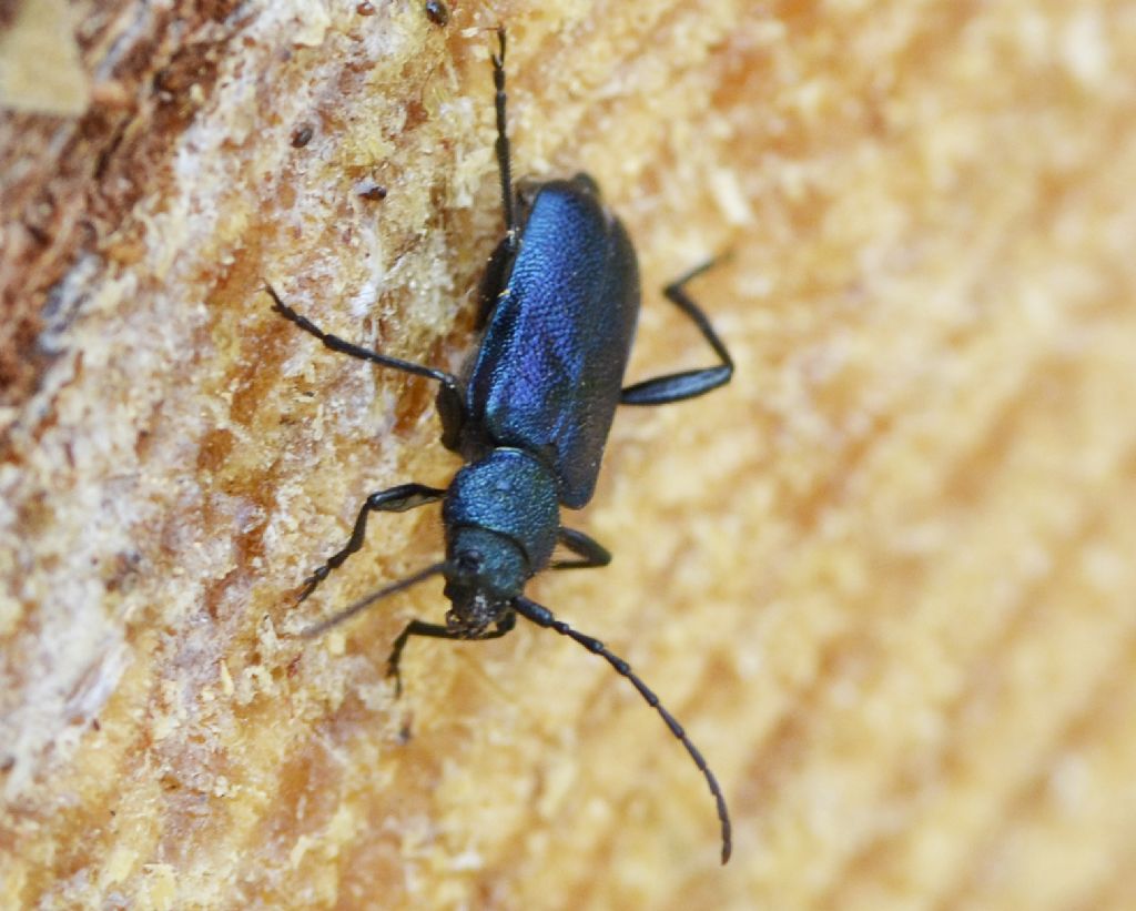 Callidium violaceum